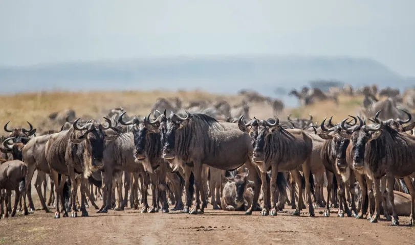 6-Day Private Serengeti Great Migration Safari