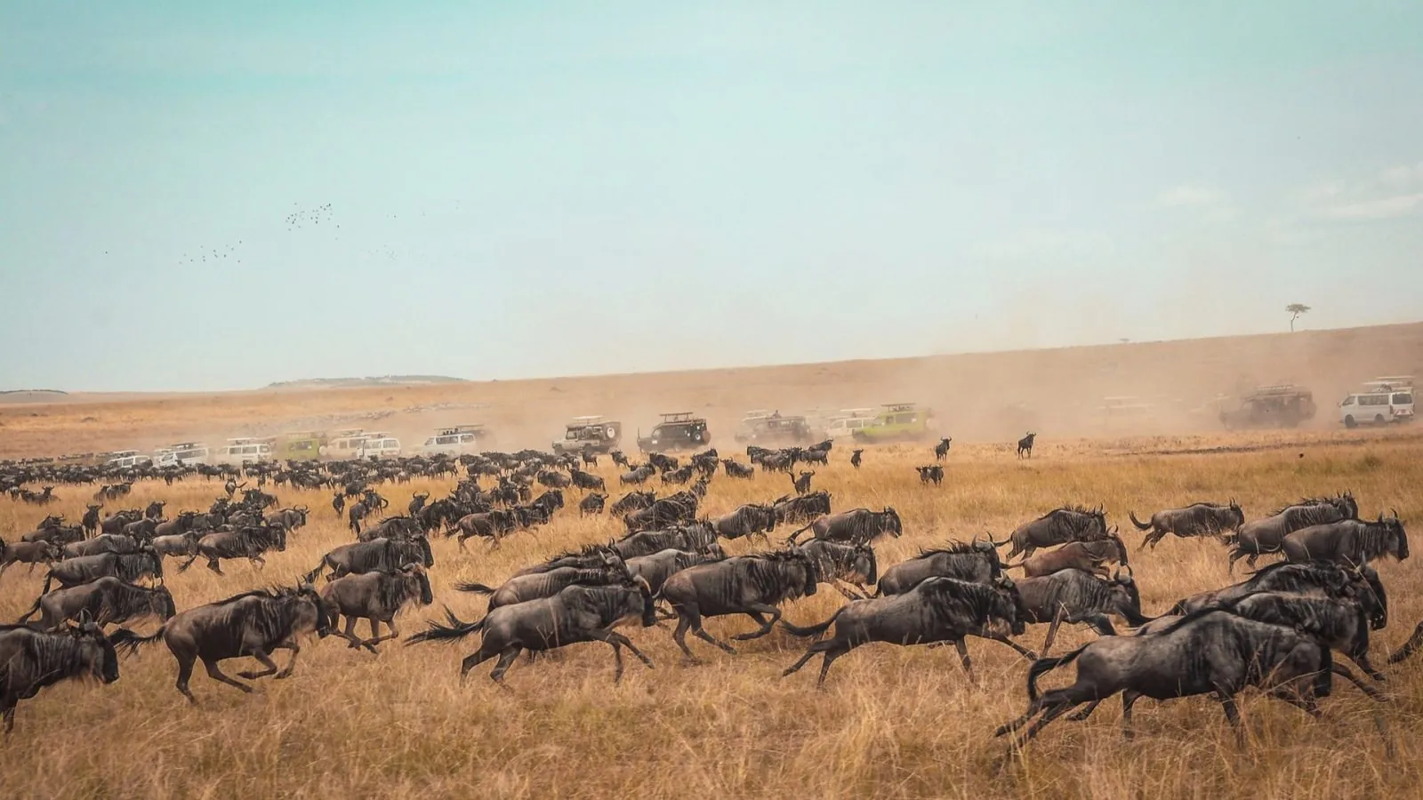 10-Day Serengeti Great Migration Safari