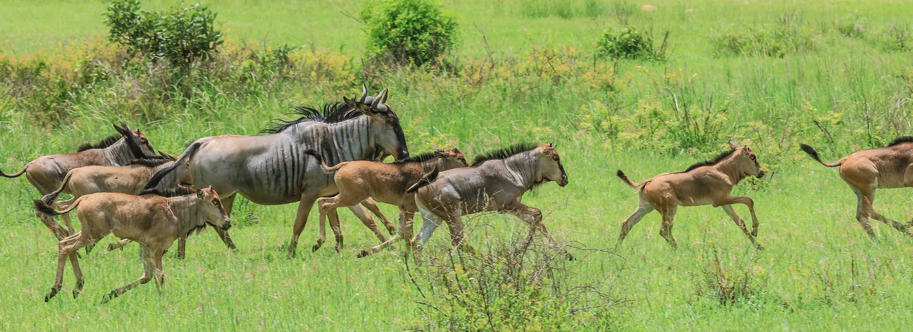 Tanzania safari destinations